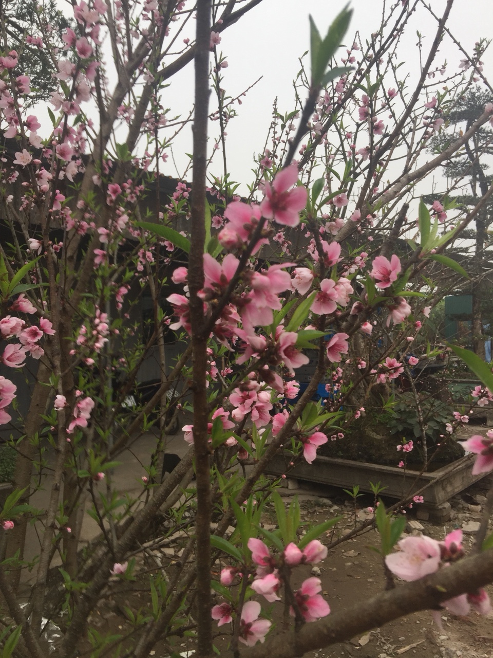 Lời chúc mừng năm mới 2018 gửi tới khách hàng, đối tác